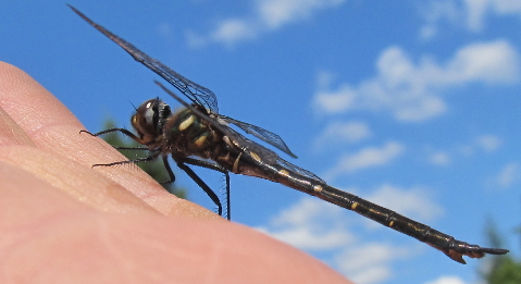 Dragonfly Safari